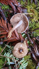 Inocybe fuscodisca