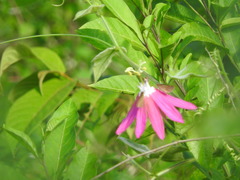 Passiflora sublanceolata