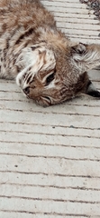 Lynx rufus