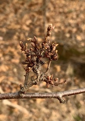 Eriophyes betulae
