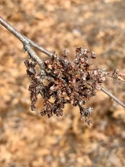 Eriophyes betulae