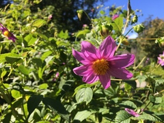 Dahlia tenuicaulis
