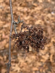 Eriophyes betulae
