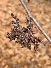Eriophyes betulae