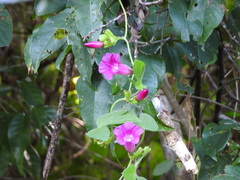 Ipomoea peteri