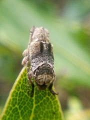 Hybolasius crista