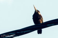 Galbalcyrhynchus leucotis