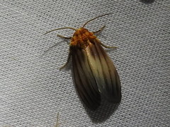 Eulithosia plesioglauca