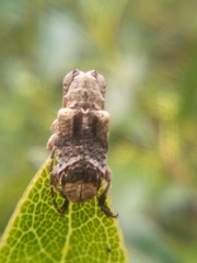 Hybolasius crista