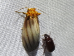 Eulithosia plesioglauca