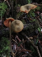 Mycena aurantiomarginata