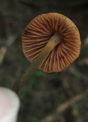 Mycena aurantiomarginata