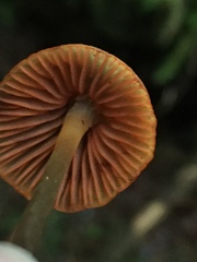 Mycena aurantiomarginata
