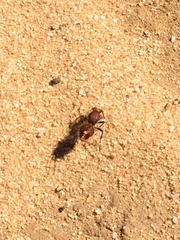 Ephutomorpha ferruginata