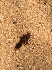 Ephutomorpha ferruginata