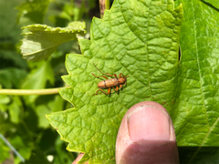 Xuthodes punctipennis