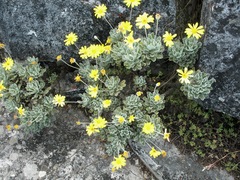 Euryops pectinatus pectinatus