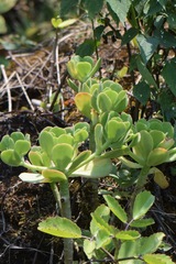 Echeveria pallida