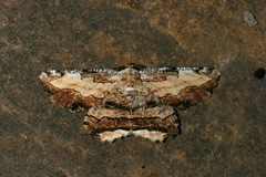 Lytrosis