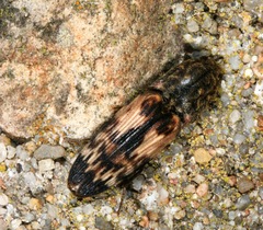 Pherhimius fascicularis