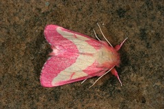 Hyparpax aurora