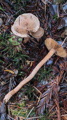 Inocybe cinnamomea