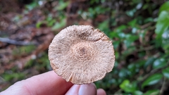 Inocybe cinnamomea