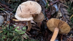 Inocybe cinnamomea