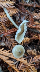 Mycena quiniaultensis