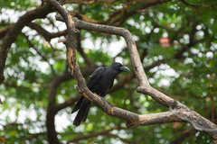 Corvus macrorhynchos levaillantii