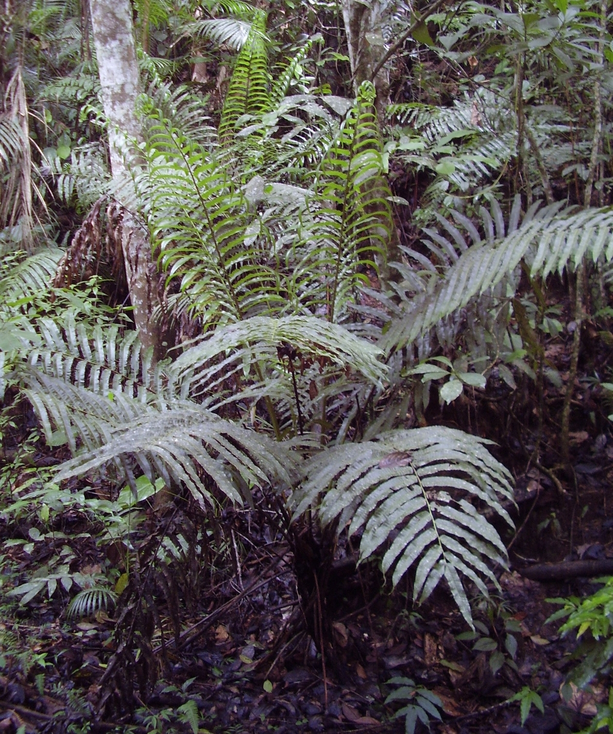 Cyathea speciosa