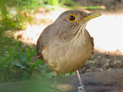 Turdus rufiventris