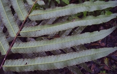 Cyathea speciosa