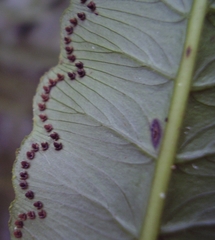Cyathea speciosa