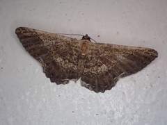 Ruttellerona pseudocessaria