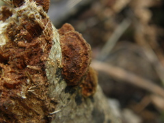 Metuloidea rhinocephala