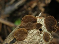 Metuloidea rhinocephala