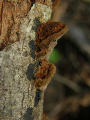 Metuloidea rhinocephala