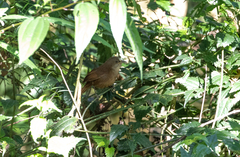 Cinnycerthia olivascens