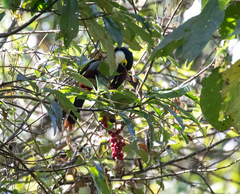 Andigena nigrirostris