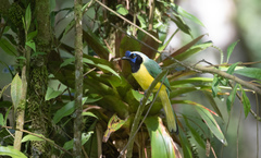 Cyanocorax yncas yncas