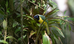 Cyanocorax yncas yncas