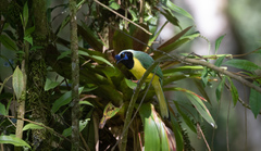 Cyanocorax yncas yncas