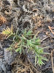 Nitrophila occidentalis