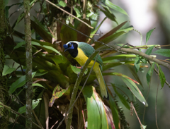 Cyanocorax yncas yncas