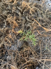 Nitrophila occidentalis