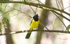 Cyanocorax yncas yncas