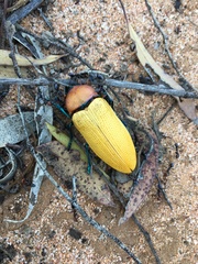 Julodimorpha bakewelli