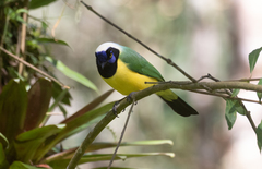 Cyanocorax yncas yncas