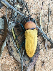 Julodimorpha bakewelli